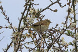 25442AC Chiffchaff