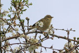 25448AC Chiffchaff