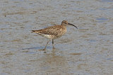 25467AC Whimbrel