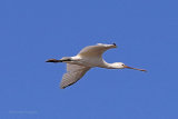 25535AC Spoonbill
