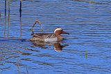 25572AC Garganey