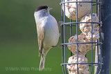 25618AC Blackcap
