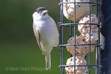 25619AC Blackcap