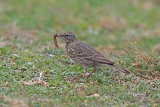 25798AC Rock Pipit