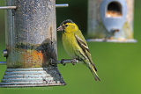 25892AC Siskin