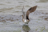 25924AC Whimbrel
