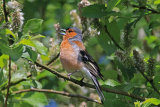 25933AC Chaffinch