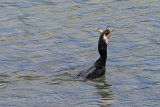 26278AC Cormorant