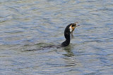 26279AC Cormorant