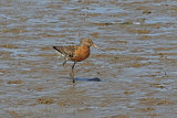 26401AC Black-tailed Godwit
