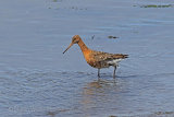 26407AC Black-tailed Godwit