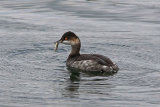 26743AC Black-necked Grebe