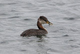 26799AC Red-necked Grebe