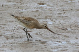 26910AC Bar-tailed Godwit