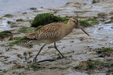 26916AC Bar-tailed Godwit