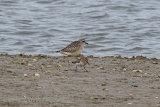 27007AC Grey Plover