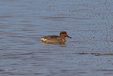27462AC Green-winged Teal