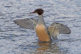 27647AC Goosander