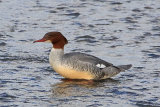 27663AC Goosander