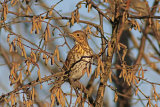 28006AC Song Thrush