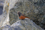 28071AC Eastern Black Redstart