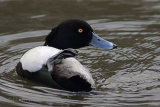 28131AC Tufted Duck