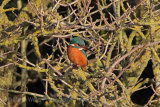 28154AC Kingfisher