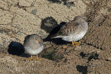 28299AC Purple Sandpiper