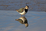 28327AC Lapwing