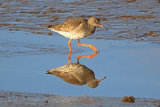 28330AC Redshank