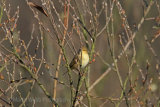 28344AC Chiffchaff