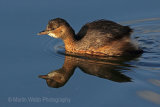 28354AC Little Grebe