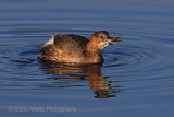 28363AC Little Grebe