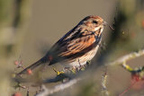 28401AC Reed Bunting