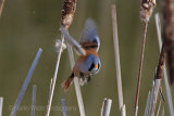 28431AC Bearded Tit