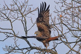 28513AC Red Kite