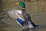 28545A Mallard