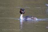 28560AC Great Crested Grebe