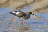 28602AC Redshank