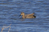 28659AC Gadwall