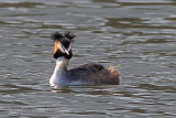28674AC Great Crested Grebe