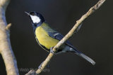 28723AC Great Tit