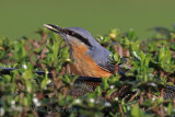 28760AC Nuthatch