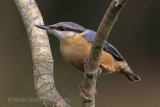 28805AC Nuthatch