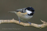 28807AC Coal Tit