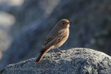 28828AC Black Redstart