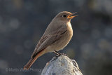 28838AC Black Redstart