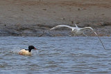 28863AC Goosander
