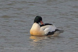 28874AC Goosander