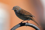 28896AC Dunnock